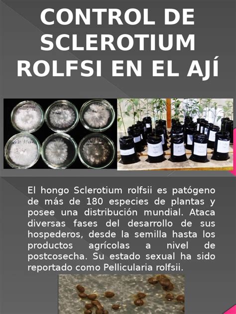 Control de Sclerotium Rolfsii en El Aji