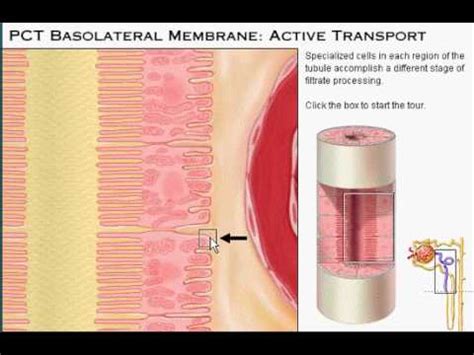 Basolateral membrane Proximaltubule active transport - YouTube