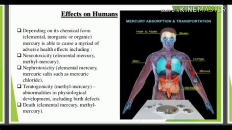 Toxic effect of mercury(Hg) - YouTube