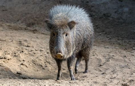 Peccaries Wallpapers - Wallpaper Cave