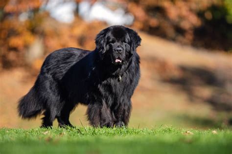 Newfoundland Color With Pictures - Black | Gray | Landseer | Irish Spotted