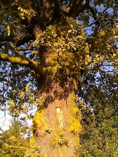 Oak tree, Eyemore Wood to Arley path | markpeate | Flickr