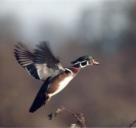 Male Wood Duck Flying | Flickr - Photo Sharing!