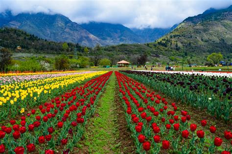 Tulip Festival in Kashmir: A Detailed Overview - SOTC