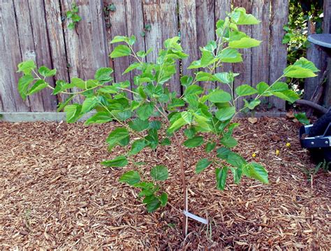 Savvy Housekeeping » Growing Mulberries