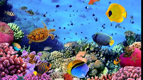 Aquarium Wallpaper (72+ images)