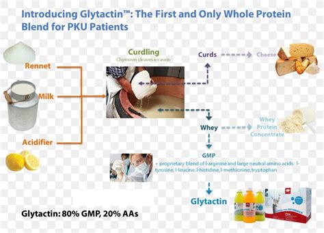 Phenylketonuria Food Phenylalanine Low-protein Diet, PNG, 1516x1094px ...