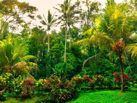 Growing An Exotic Jungle Garden - How To Create A Jungle Garden