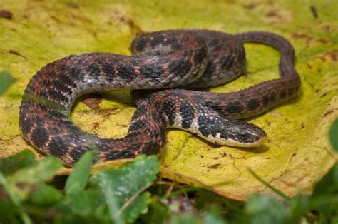 15 Most Common Species of Snakes in Michigan: Pictures + Facts