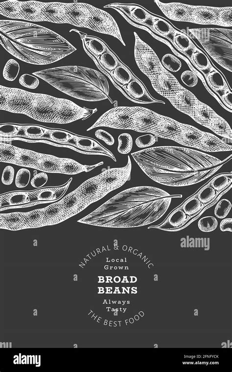 Hand drawn broad beans design template. Organic fresh food vector illustration on chalk board ...