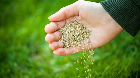 Tips for Seeding a Fescue Lawn in Tulsa | Green Group Oklahoma