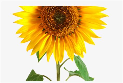 184 32 - Single Sunflower White Background Transparent PNG - 1368x855 ...