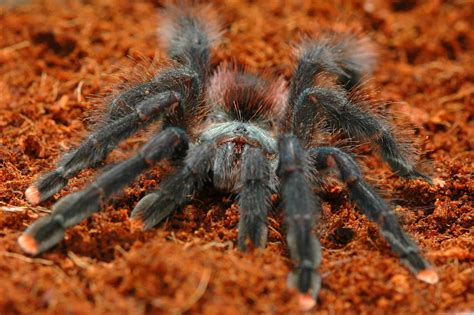 Pink Toe Tarantula Care Sheet Species Guide More Reptiles, 40% OFF