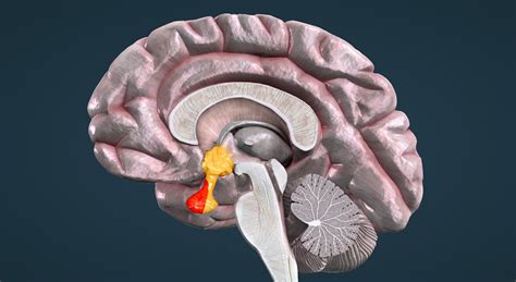 Hypothalamic-pituitary axis - 3D scene - Mozaik Digital Education and ...