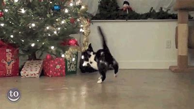 Cats vs Christmas Trees: A Holiday GIF Collection