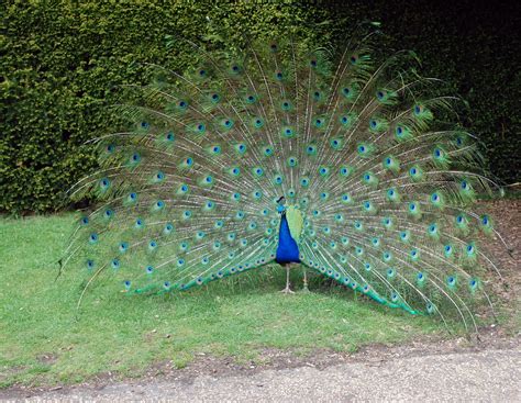 Peacock http://www.signology.org/bird-symbol/peacock-symbol.htm Peacock Pictures, Colorful ...