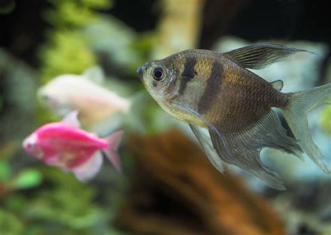 Black Skirt Tetra Care Guide - Your Aquarium Place