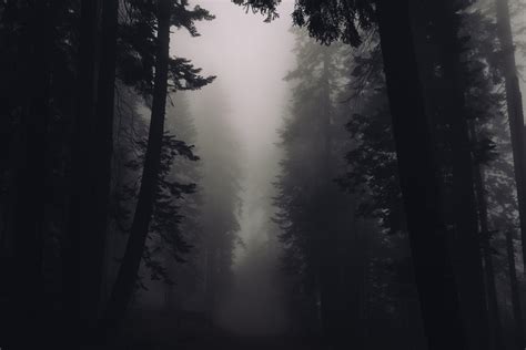 Dark Misty Forest Wallpapers - Top Free Dark Misty Forest Backgrounds ...