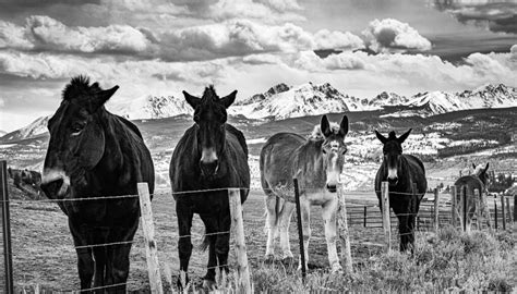 Horses in the Mountains | Summit County Horses and Mules Ran… | Flickr
