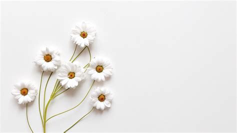 White Aesthetic Laptop Wallpapers Flowers