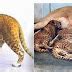 Amazing Leopon : Cross Breed Of A Leopard Male And Lioness | Most Unbelievable & Amazing Things ...