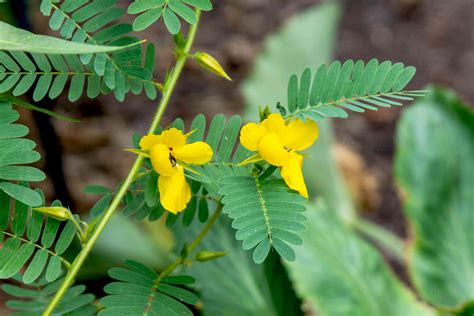 Partridge Pea: Care and Growing Guide