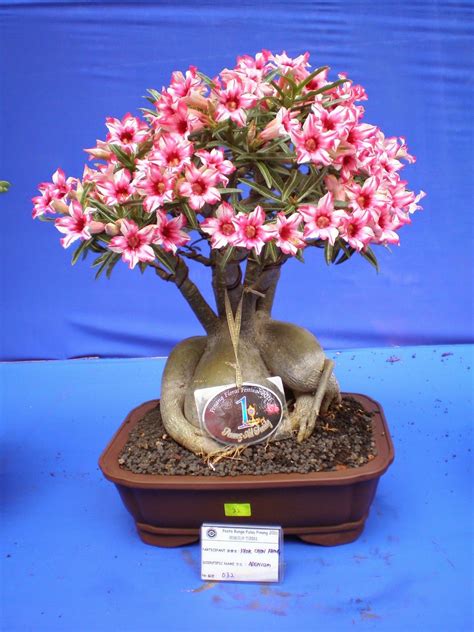 desert rose plant | Desert rose plant, Planting roses, Bonsai