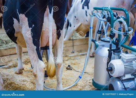 Automated Milking Equipment at Dairy Farm Stock Image - Image of milk ...