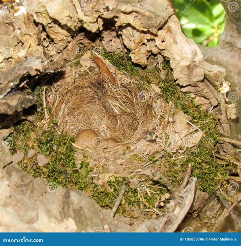 Cape Robin Chat Nest Showing Eggs Stock Photo - Image of camouflaged ...