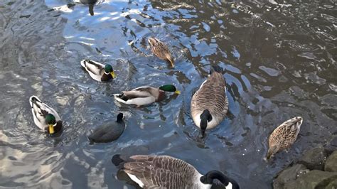 What to feed wild ducks? | Wild duck, What to feed ducks, Duck