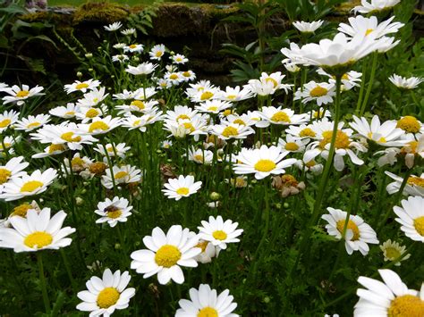 Pretty fresh white spring daisies on a bush Creative Commons Stock Image