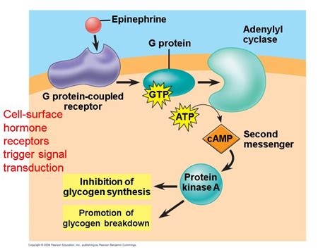 Chapter 45 Hormones and the Endocrine System. Overview: