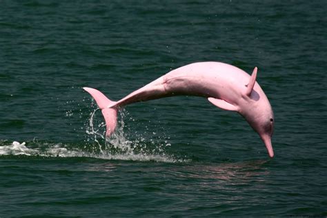 Pink River Dolphin Amazon Rainforest | Wallpapers Gallery