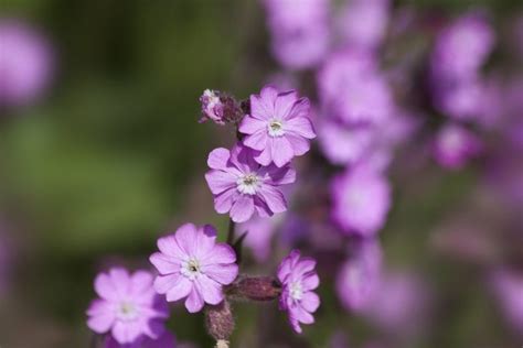 10 beautiful native Irish wildflowers to look for this spring and summer | Ireland Before You Die