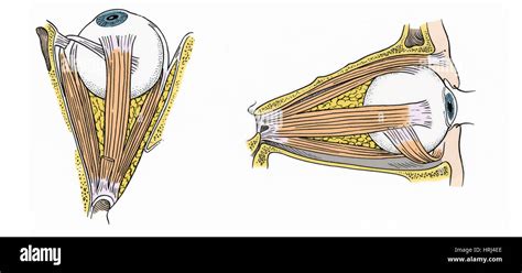 Illustration of Eye Muscles Stock Photo - Alamy