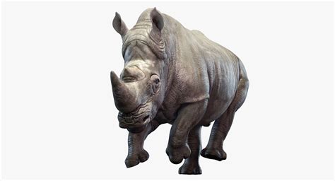 Rhino Animated 3D safari | CGTrader