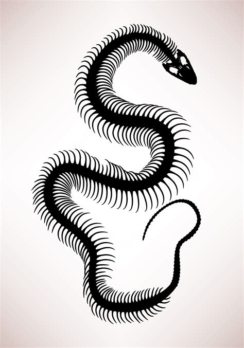 Snake Skeleton Drawing