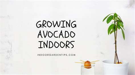 Tips For Growing Avocado Indoors Successfully - Indoor Garden Tips