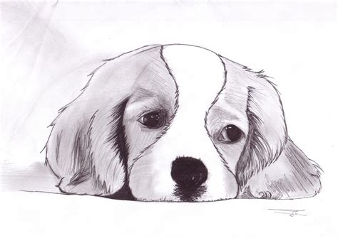 Goupi | Art drawings sketches simple, Dog art, Art drawings