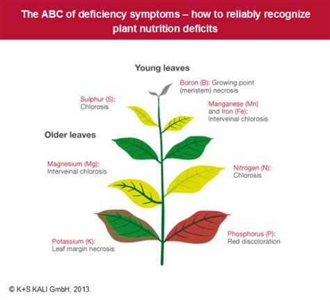 K+S KALI GmbH - The ABC of deficiency symptoms – how to reliably ...