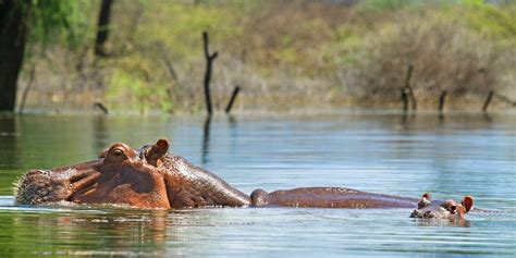 Lake Baringo Guided Tour: Accomondation and places to visit