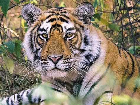 Wildlife Tourism and its Role in Tiger Conservation | Wall Street ...