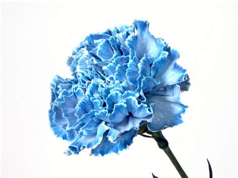 Blue Carnations