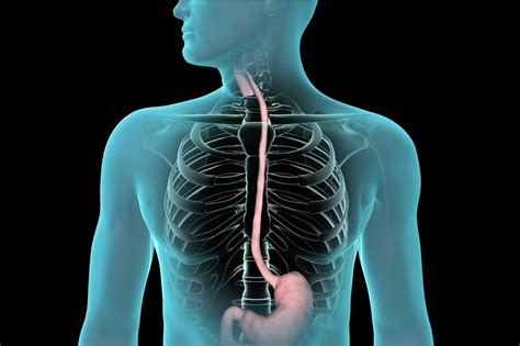 Esophagogastroduodenoscopy for Diagnosis and Treatment of Digestive Disease at Mercy