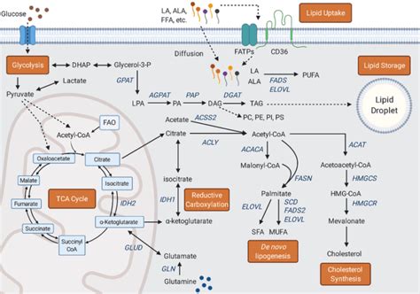 Lipid Metabolism: Beta Oxidation, Lipolysis, Ketogenesis & Ketone Oxidation