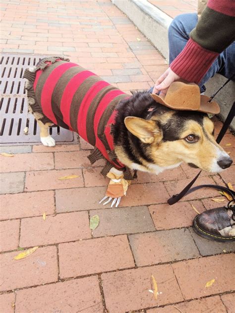 Corgi Costumes For Halloween! - Uncustomary