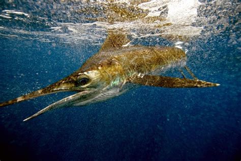 Sailfish – "OCEAN TREASURES" Memorial Library