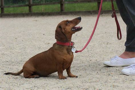 Dachshund Training