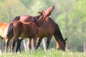 350+ Ideal Tan Horse Names for Brown Horses (Stallions & Mares)