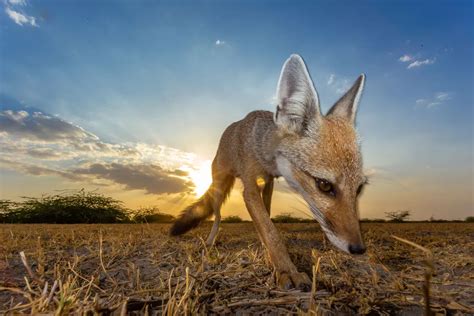 An Indian fox | Smithsonian Photo Contest | Smithsonian Magazine